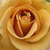 Żółty  - Róże rabatowe grandiflora - floribunda - Honey Dijon